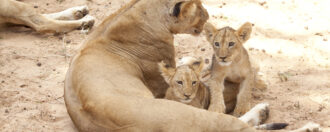 sasaab-lioness-with-cubs