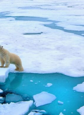 Polar bear on pack ice, Svalbard, Norway