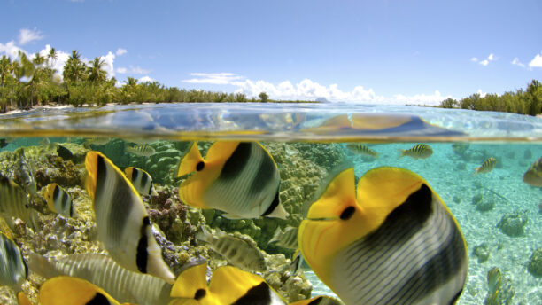 le-tahaa-activities-snorkelling