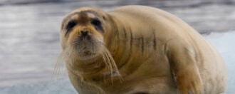 Bartrobbe, bearded seal (Erignathus barbatus) - Svalbard, Norway