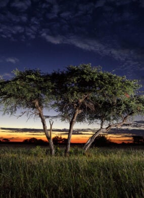shepards-tree-tswalu-kalahari