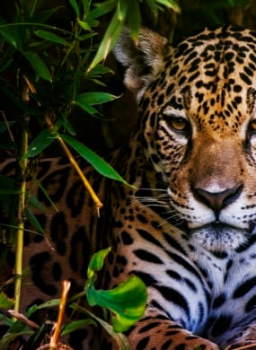 brazil-jaguar-pantanal