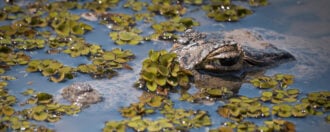 pantanal-alligator-brazil