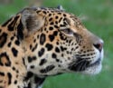 A jaguar in Brazil's Pantanal region