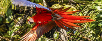 Scarlet Macaw, Corcovado, Costa Rica