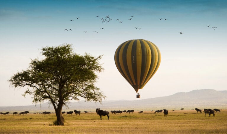 A yellow and blue striped hot a air balloon flying low over a herd of wildebeest on an open plain