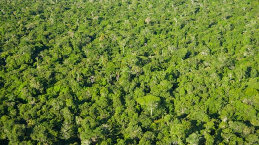 aerial-view-amazon-brazil