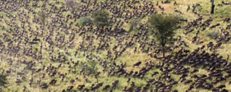 Great Migration Aerial Shot