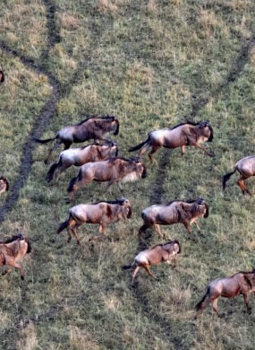 Aerial shot of wildebeest migration, Kenya