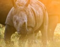 rhinos-singita-keith-ladzinski