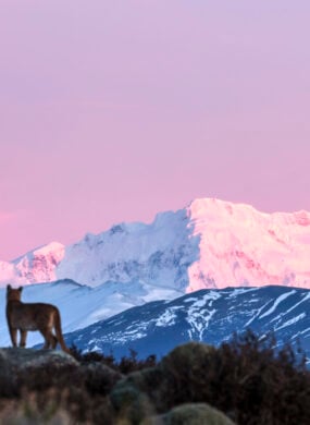 Puma Tierra Patagonia