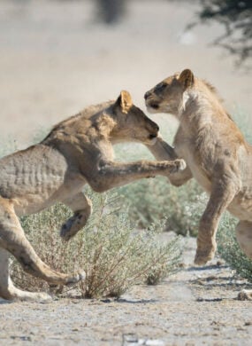 Ongava Reserve Lions