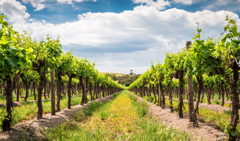 vineyard-barossa-valley-australia