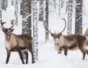 reindeer-swedish-lapland