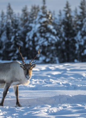 reindeer-swedish-lapland