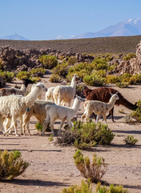 Lamas herd in Bolivia