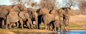 elephant-family-hwange-zimbabwe