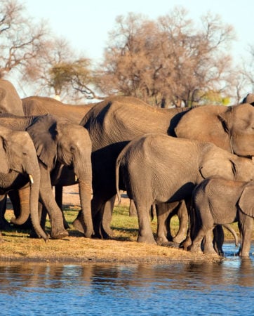 elephant-family-hwange-zimbabwe