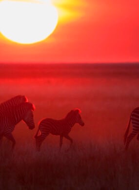 landscape-zebras-liuwa-national-park-zambia