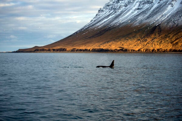 orca-killer-whales-iceland