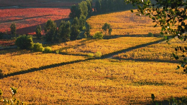 colchagua-valley-wine-region-chile