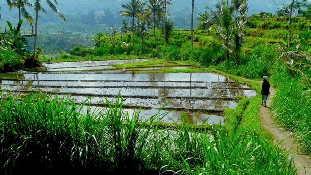 alila-manggis-countryside