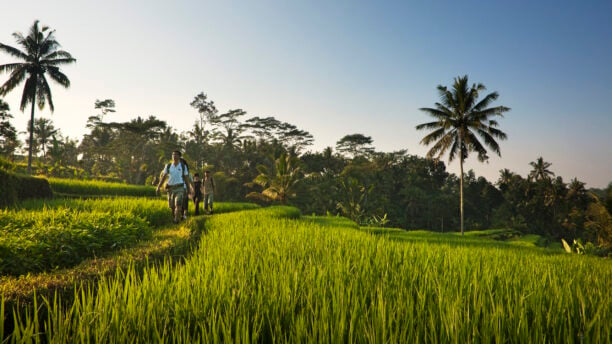 como-shambhala-estate-rice-fields