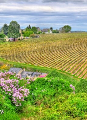 vineyard-loire-valley-france