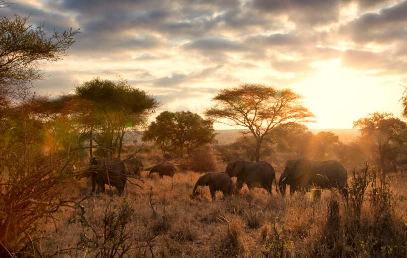 elephants-dawn-sunrise-tanzania