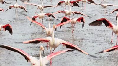 camargue-france-flamingos