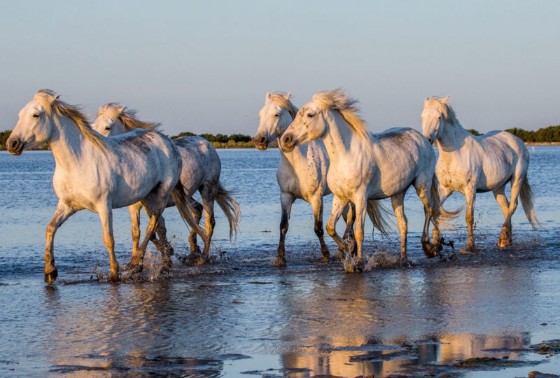 camargue-france-horses