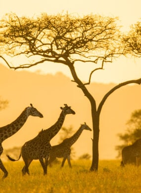 african safari tours luxury