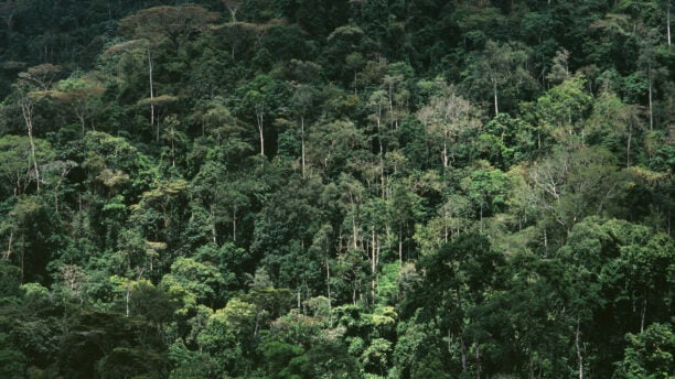 bwindi-impenetrable-forest-uganda