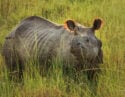 chitwan-rhino