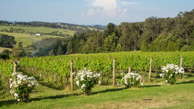 mornington-peninsula-vineyard-victoria-australia