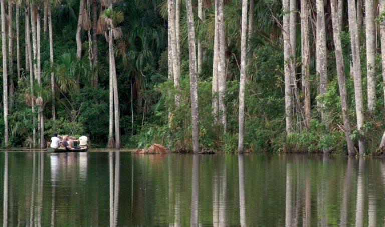 Amazon rainforest in Peru