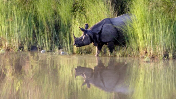 rhino-waterhole