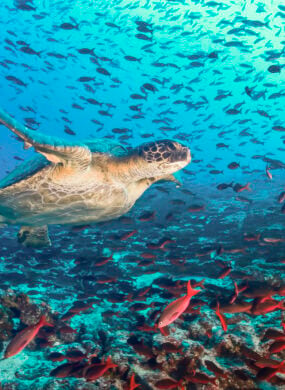 turtle-fish-underwater-galapagos-islands