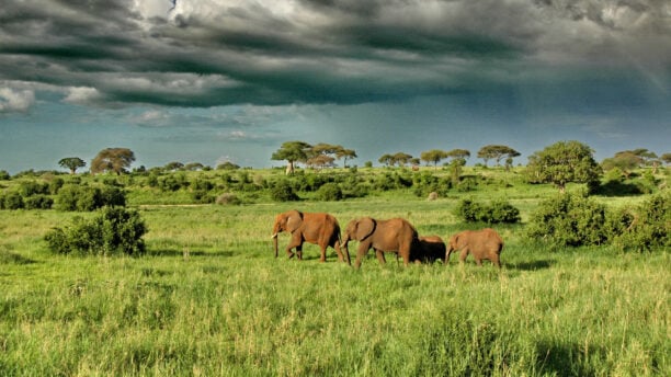 Olivers-Camp-Elephants-under-dramatic-clouds