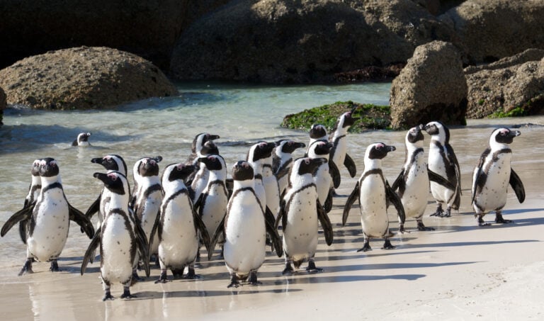 A group of penguins on Boulders Beach in Cape Town.