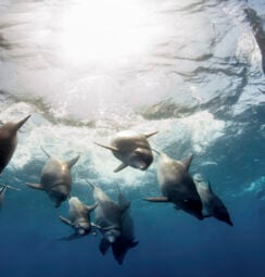 bottlenose-dolphins-mozambique