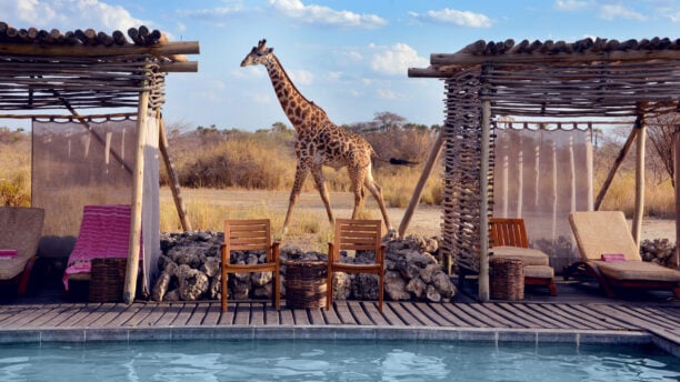 Giraffe walking behind the swimming pool of Chem Chem Lodge, Lake Manyara Tanzania