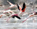 Flamingos in flight at Lake Manyara, Tanzania