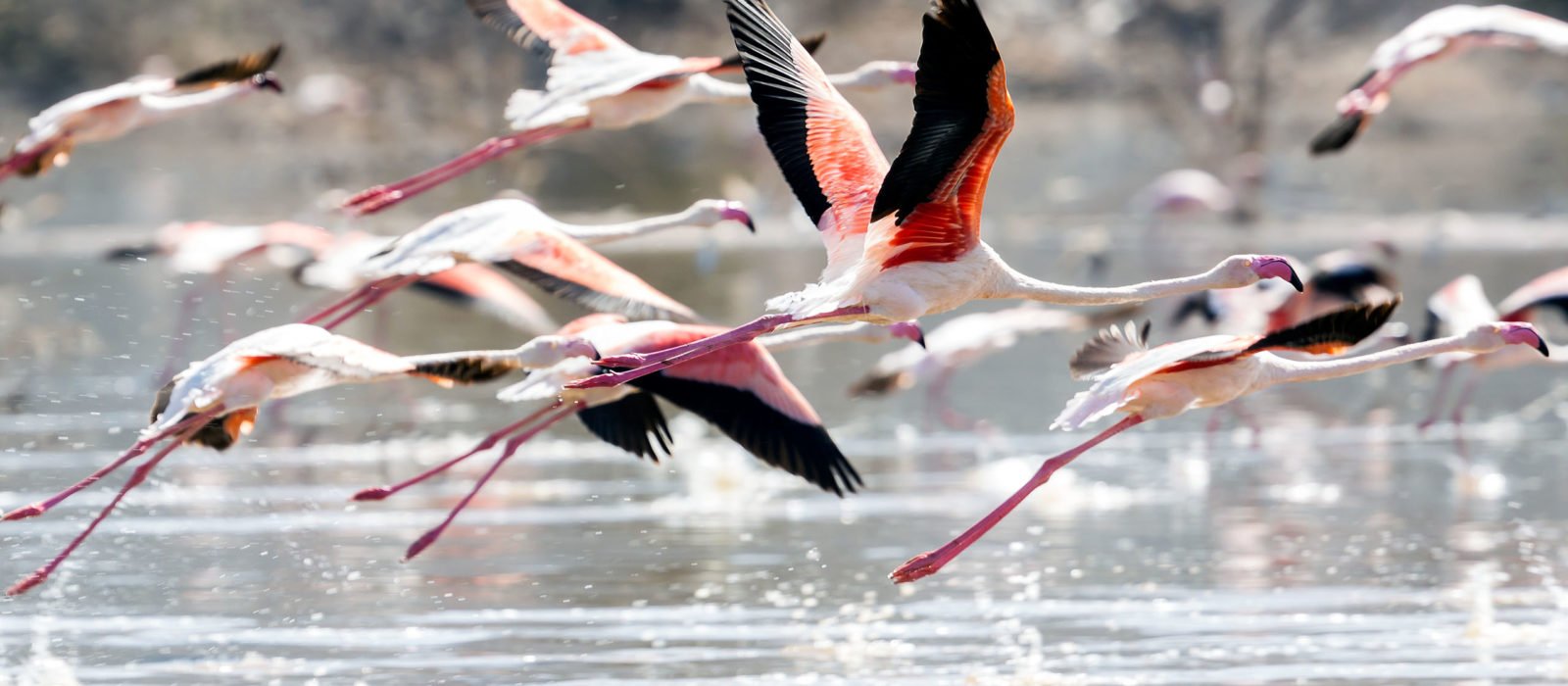 Flamingos in flight at Lake Manyara, Tanzania