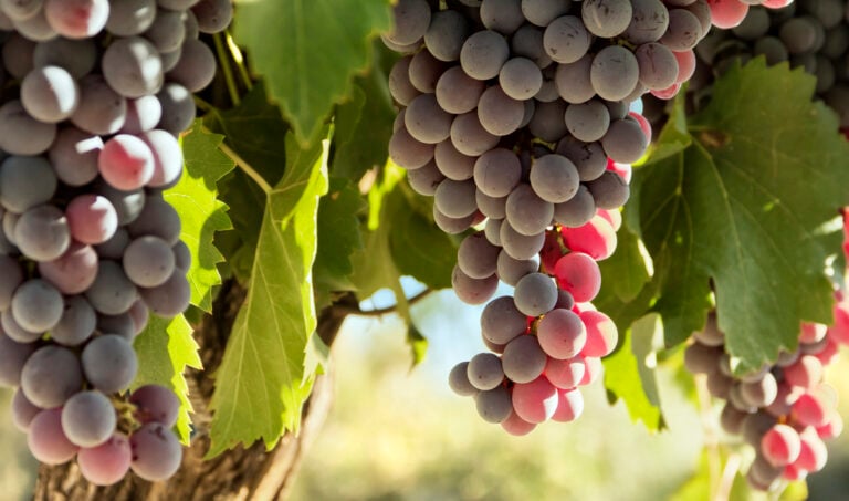 red-grapes-mendoza