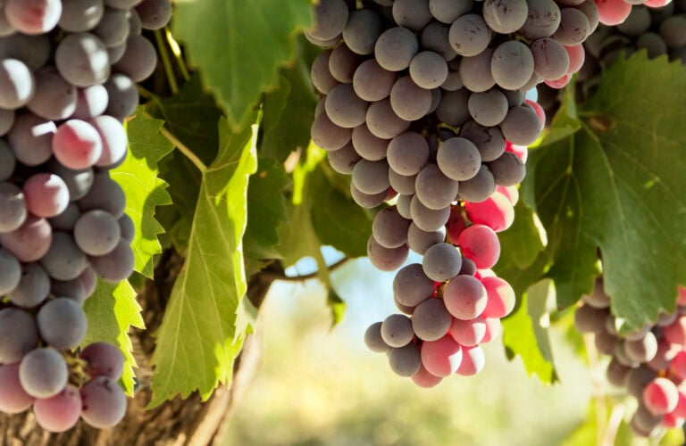 red-grapes-mendoza