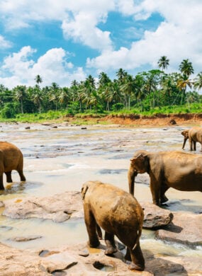 pinnawala-elephant-orphanage-sri-lanka