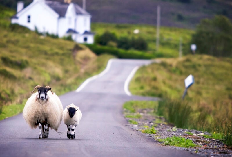 sheep-walking-scotland