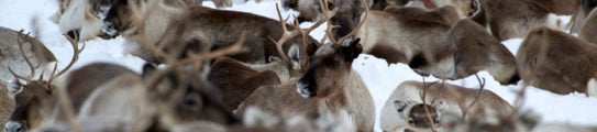 reindeer-sapmi-nature-camp-swedish-lapland