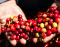 Coffee beans in Costa Rica